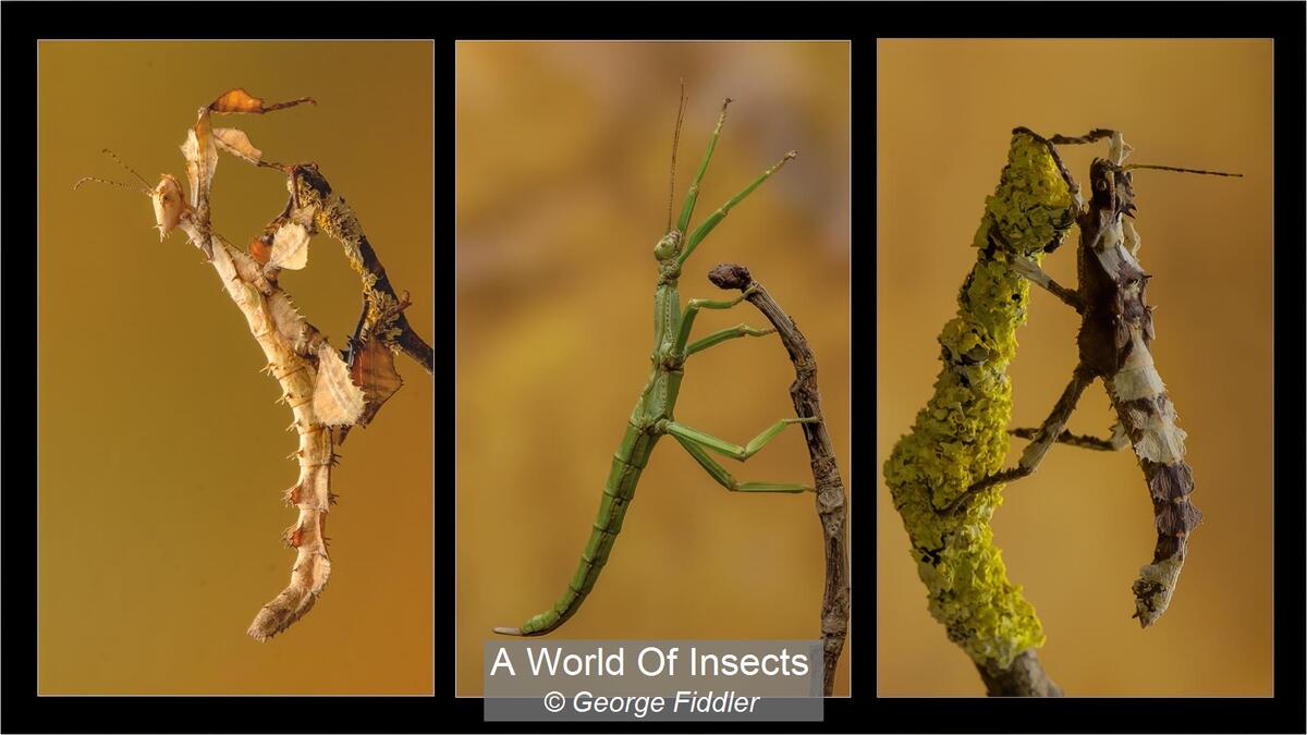 A World Of Insects